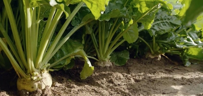 Ucrânia deverá semear 250 mil hectares com beterraba-sacarina em 2025, diz vice-ministro da fazenda