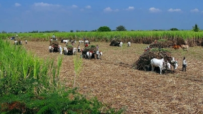Produção de açúcar da Índia entre outubro a fevereiro caiu 14% no comparativo anual