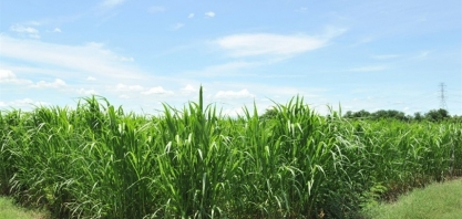 São Martinho: companhia recebe certificação inédita da Rede Embrapa