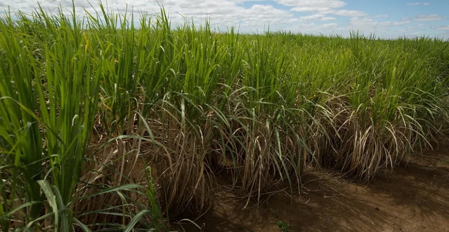 Bonsucro atesta a adoção de práticas agrícolas responsáveis nas lavouras de cana-de-açúcar — Foto: Wenderson Araujo/CNA
