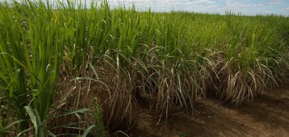 Certificação de cana melhora renda de produtores no interior de São Paulo