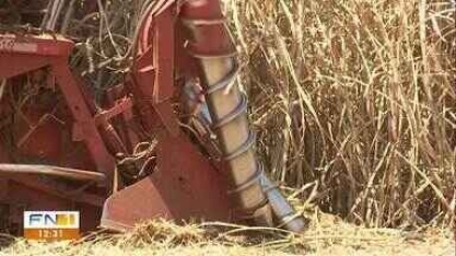 Produção de cana-de-açúcar deve ultrapassar 28 milhões de toneladas no Oeste Paulista