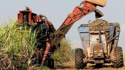 Hedgepoint Prevê Alta de 1,68% na Moagem de Cana do Centro-sul em 2025/26