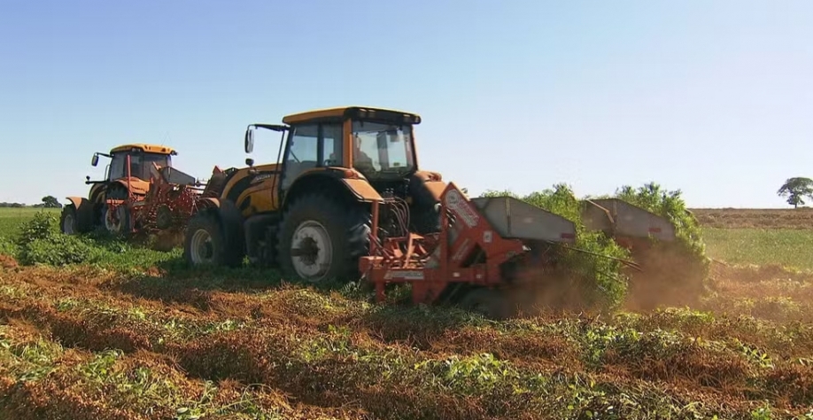 Produtividade do amendoim agrada no Centro-Oeste de SP — Foto: Reprodução/TV TEM