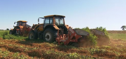 Produtividade do amendoim agrada agricultores no centro-oeste de São Paulo