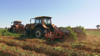 Produtividade do amendoim agrada agricultores no centro-oeste de São Paulo