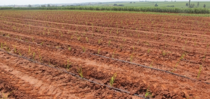 Setor abandona viveiros e volta a utilizar mudas de canaviais comerciais