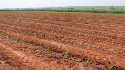 Setor abandona viveiros e volta a utilizar mudas de canaviais comerciais