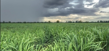 Zona canavieira tem chuvas acima da média histórica em janeiro e fevereiro