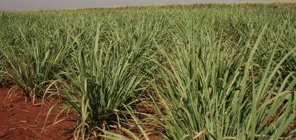 Custo de plantio avança, e produtores chegam a gastar R$ 18 mil para formar um único hectare