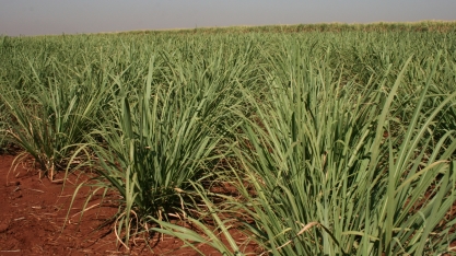Custo de plantio avança, e produtores chegam a gastar R$ 18 mil para formar um único hectare
