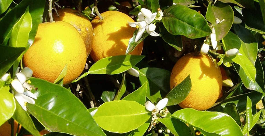 Os alertas fitossanitários e a indicação de medidas de manejo apoiam o produtor quando da decisão pela mudança de endereço dos plantios, para preservação dos pomares. Foto: Orlando Passos