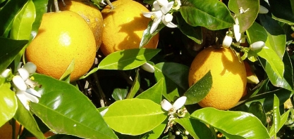 Doença começa a mudar o mapa da citricultura no Brasil. Ciência ajuda na migração dos plantios