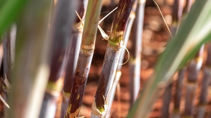 CTC apresenta inovações que impulsionam a produtividade e a sustentabilidade da cana-de-açúcar no Brasil