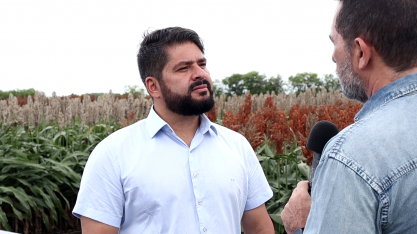 CPLA visita área de testes de sorgo em Pindorama