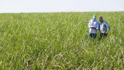 INVICT®, fungicida inovador da Syngenta, passa a oferecer proteção para o cultivo da cana-de-açúcar