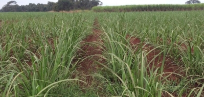Complexo de capins lidera ranking de plantas daninhas mais infestantes em 2025