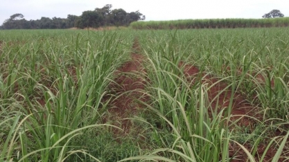 Complexo de capins lidera ranking de plantas daninhas mais infestantes em 2025