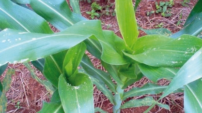 Novo bioinseticida apresenta eficácia superior a 85% no controle da lagarta-do-cartucho