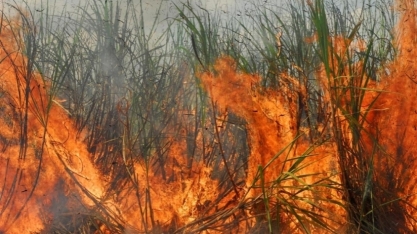 Governo de SP promove encontro técnico com setor sucroenergético para prevenir incêndios
