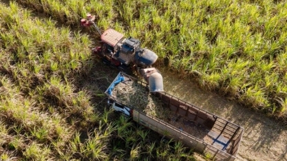 Estoques 70% mais baixos de açúcar centro-sul levam a “mix” acima do normal