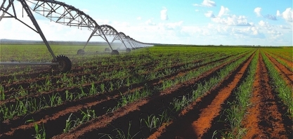 Quase 70% das unidades produtoras brasileiras ainda não utilizam irrigação
