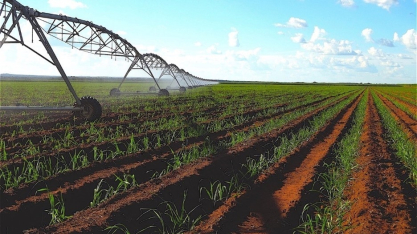 Quase 70% das unidades produtoras brasileiras ainda não utilizam irrigação