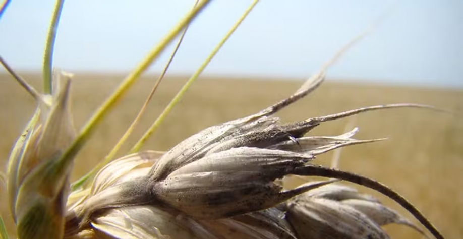 Ao todo, o estudo avaliou 304 patógenos de 32 culturas agrícolas de importância econômica para o país — Foto: Embrapa/Flávio Martins Santana