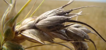 Aquecimento global eleva pressão de pragas agrícolas no Brasil, alerta Embrapa