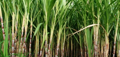 Pelo segundo ano consecutivo, produção de cana-de-açúcar bate recorde em Minas Gerais