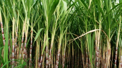 Pelo segundo ano consecutivo, produção de cana-de-açúcar bate recorde em Minas Gerais