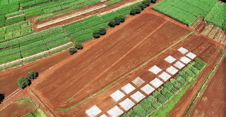  Área da Estação Nutrição do Cana Show-IAC 2025 recebeu calagem