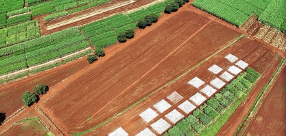 Plantio de cana nos plots da Estação Nutrição do Cana Show-IAC 2025 acontece em 8 de abril