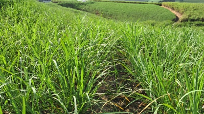 Potencial da cana-de-açúcar impulsiona segmento de nutrifisiologia