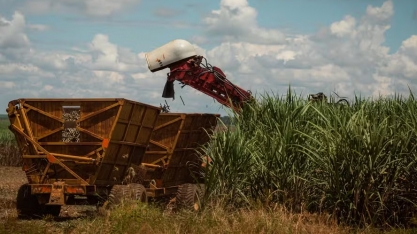 Preço do açúcar sobe enquanto o do etanol caiu no mercado de São Paulo