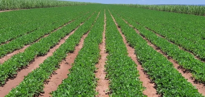 Produção brasileira de amendoim deve crescer 60% 