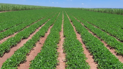 Produção brasileira de amendoim deve crescer 60% 