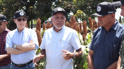 Pindorama incentiva a produção do sorgo granífero em AL