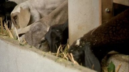 Cana-de-açúcar pode fazer parte da dieta de ovinos?