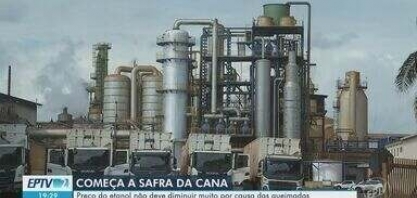 Safra da cana começa e preço do etanol não deve diminuir
