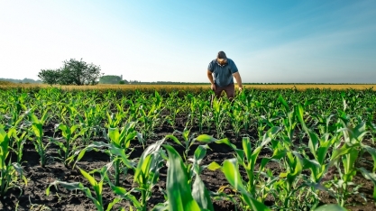 FMC lança o feromônio de Sofero® Fall, dando início a uma nova era no combate à lagarta-do-cartucho do milho