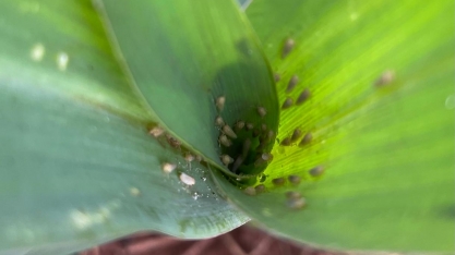 Agrishow 2025: amplo portfólio para proteção de cultivos e bioestimulação de culturas mobilizam Sipcam Nichino na 30ª edição do evento