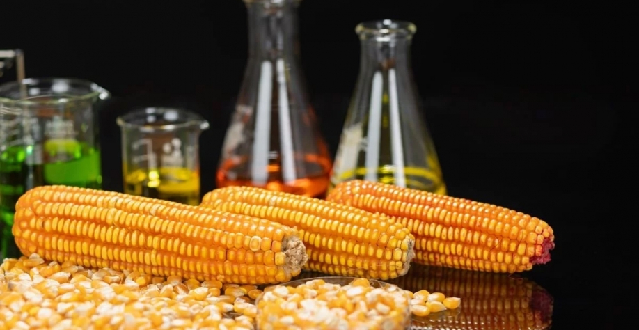 No último ano, milho respondeu por 23% da produção nacional de etanol - Foto: Adobe Stock