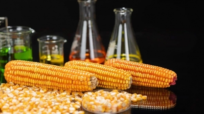 Com boom de etanol de milho, biorrefinarias avançam e produção pode dobrar até 2032