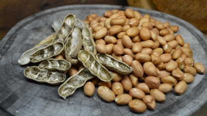 Seminário destaca o potencial da cultura do amendoim para diversificação agrícola em Mato Grosso do Sul