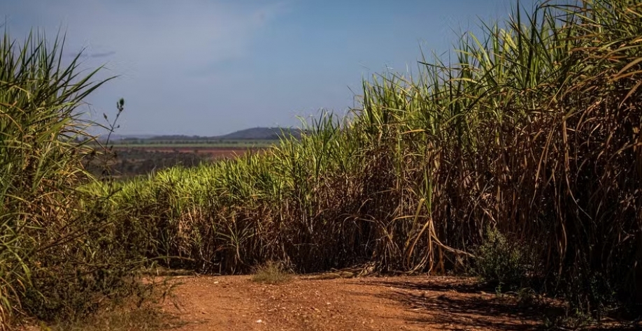 A queda do açúcar é atribuída à melhora das condições climáticas nas regiões de canaviais no Centro-Sul do Brasil — Foto: Wenderson Araújo/CNA
