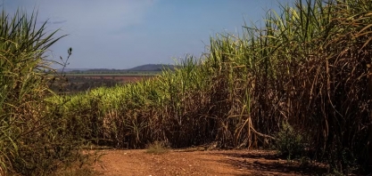 Preços do açúcar, café, algodão e cacau encerram março em queda em Nova York
