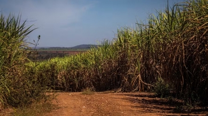 Preços do açúcar, café, algodão e cacau encerram março em queda em Nova York