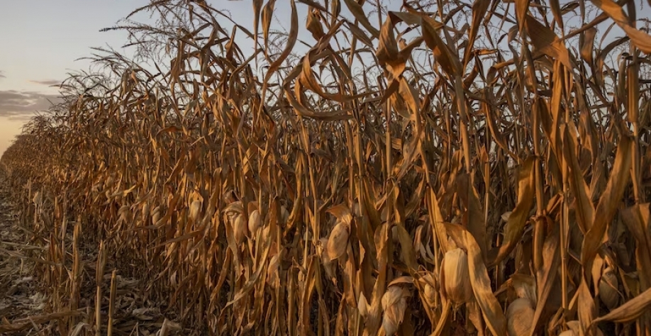 Interesse pelo etanol de milho dispara no Brasil e ameaça exportações do grão |Plantação de milho no Mato Grosso: o Brasil exporta cerca de uma em cada cinco toneladas de grão enviadas para o mundo.(Bloomberg/Victor Moriyama)