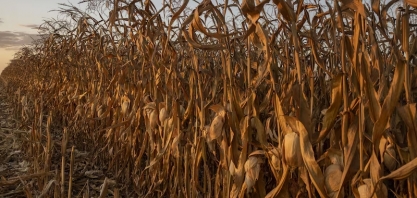 Interesse pelo etanol de milho dispara no Brasil e ameaça exportações do grão